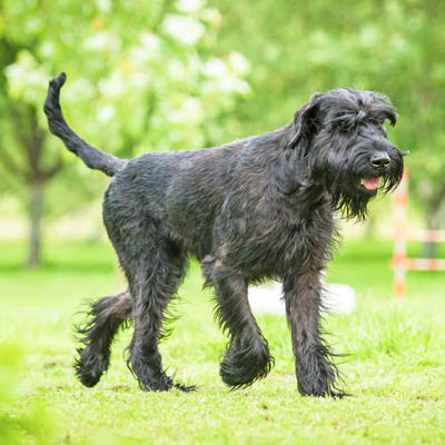 Giant Schnauzer Feeding Guide