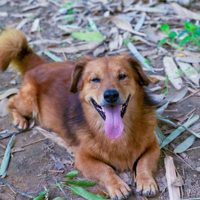 Golden Retriever Corgi Feeding Guide