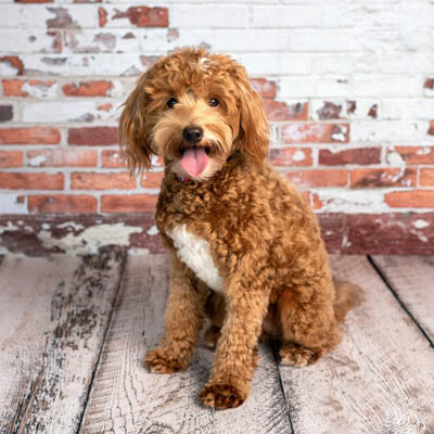 Goldendoodle Feeding Guide