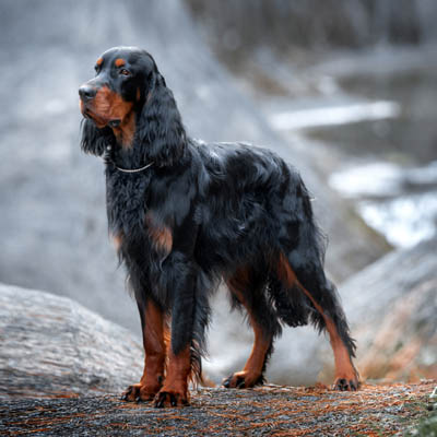 Gordon Setter Feeding Guide