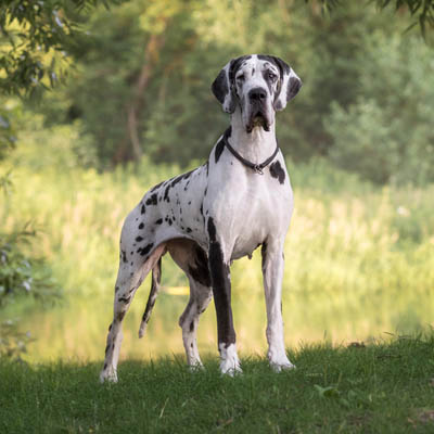 Great Dane Feeding Guide