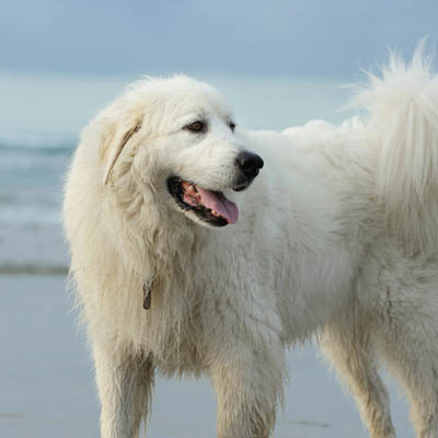 Great Pyrenees Feeding Guide
