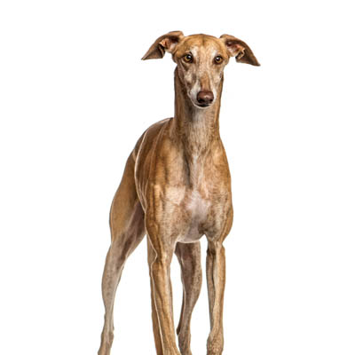 Greyhound Feeding Guide