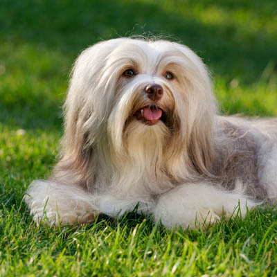 Havanese Feeding Guide