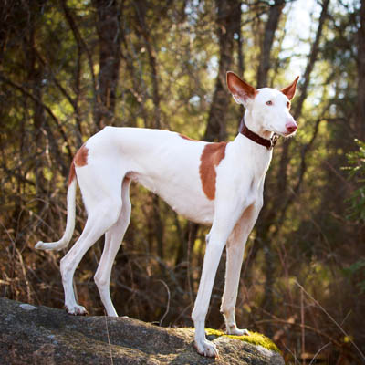 how much does a ibizan hound cost