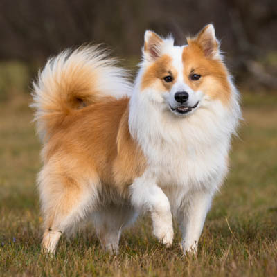 Icelandic Sheepdog Feeding Guide