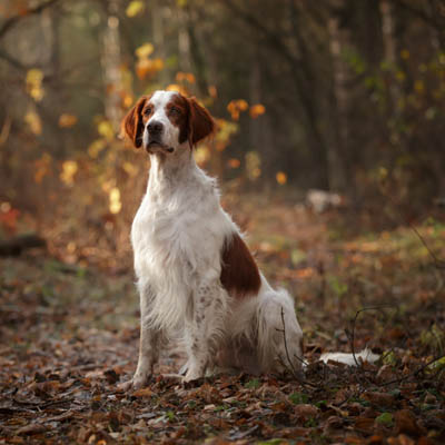 Irish Red And White Setter Feeding Guide