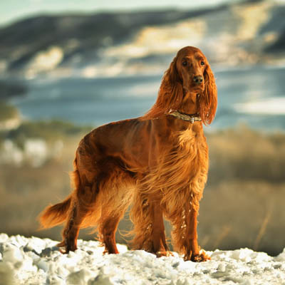 Irish Setter Feeding Guide