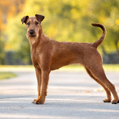 영문도서) Raising An Irish Terrier: Irish Terrier Training Guide