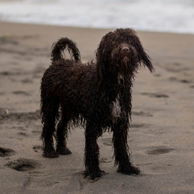 Irish Water Spaniel Feeding Guide