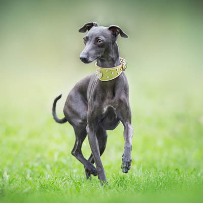 Italian Greyhound Feeding Guide