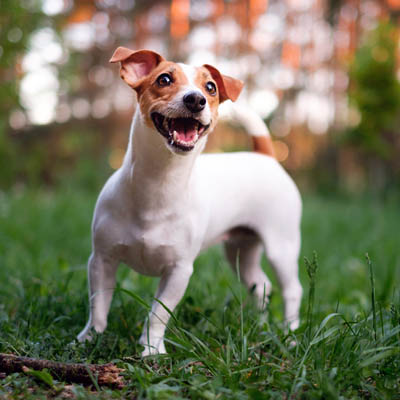 Jack Russell Terrier Feeding Guide