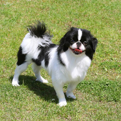 Japanese Chin Feeding Guide