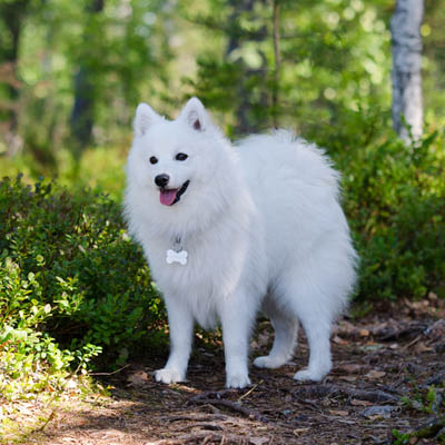 Japanese Spitz Feeding Guide