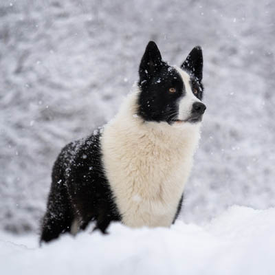 Karelian Bear Feeding Guide