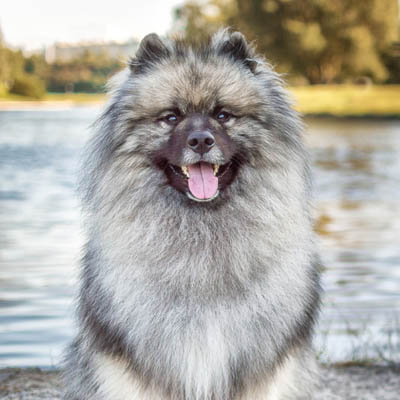 Keeshond Feeding Guide