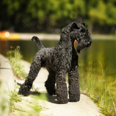 Kerry Blue Terrier Feeding Guide