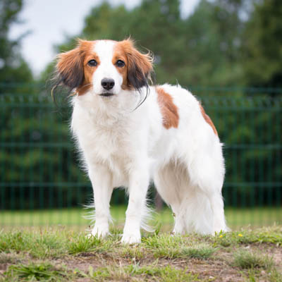 Kooikerhondje Feeding Guide