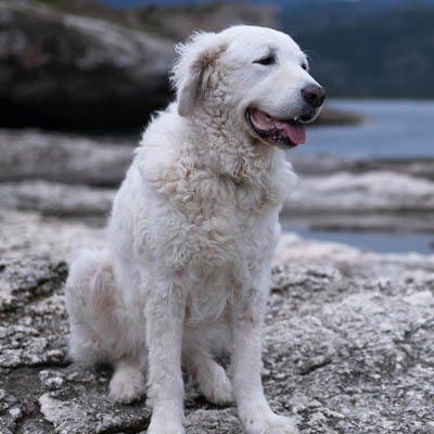 Kuvasz Feeding Guide