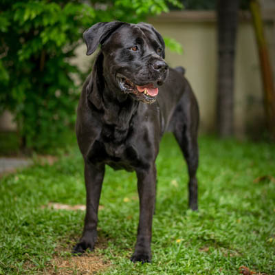 Labradane hot sale