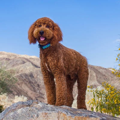 Our new goldendoodle pup Barclay! : r/pics