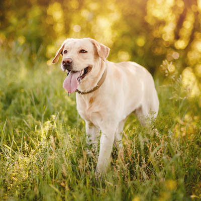 Labrador Retriever Feeding Guide