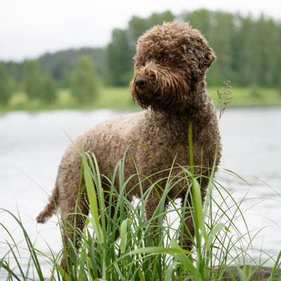 Lagotto Romagnolo Feeding Guide