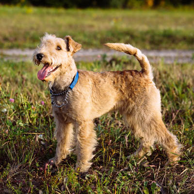 Lakeland Terrier Feeding Guide