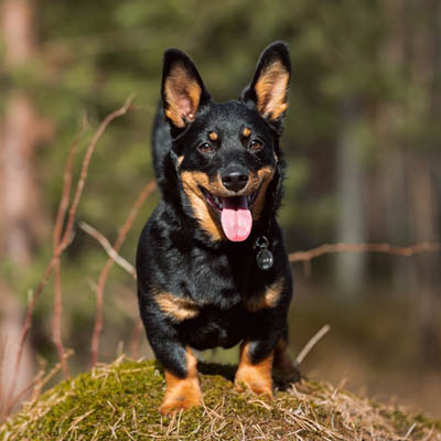 Lancashire Heeler Feeding Guide