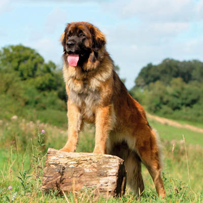 Leonberger Feeding Guide