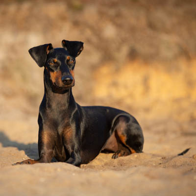 Manchester Terrier Feeding Guide