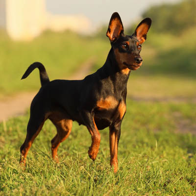 Miniature Pinscher Feeding Guide