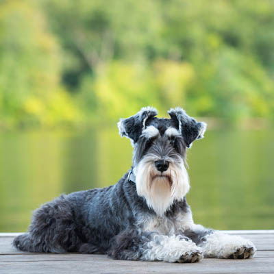 Miniature Schnauzer Feeding Guide