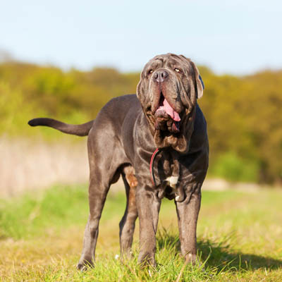 Neapolitan Mastiff Feeding Guide