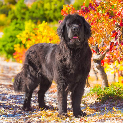 Newfoundland Feeding Guide