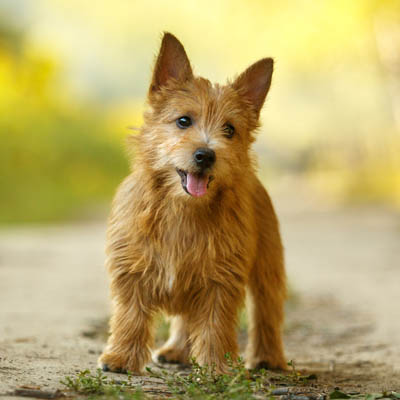 Norwich Terrier Feeding Guide