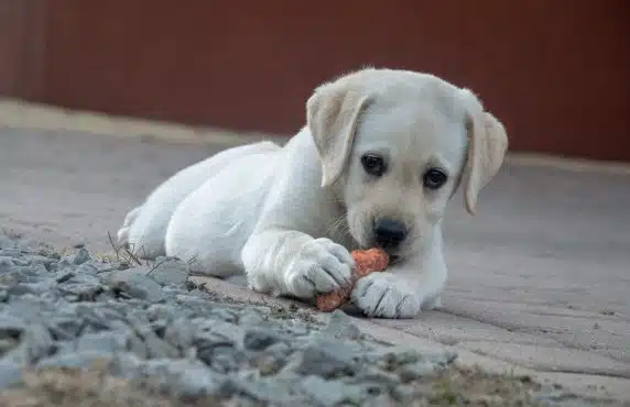 “Raw Dog Food for Beginners” Raw Feeding Guide