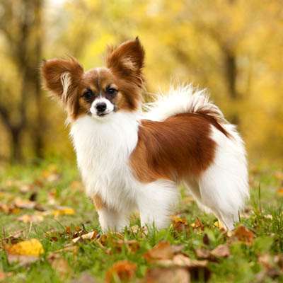 Papillon Feeding Guide