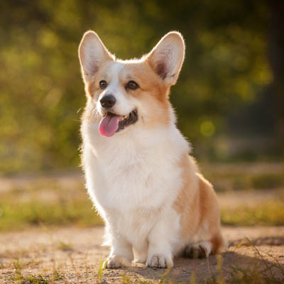 Pembroke Welsh Corgi Feeding Guide, Dog Feeding Guide