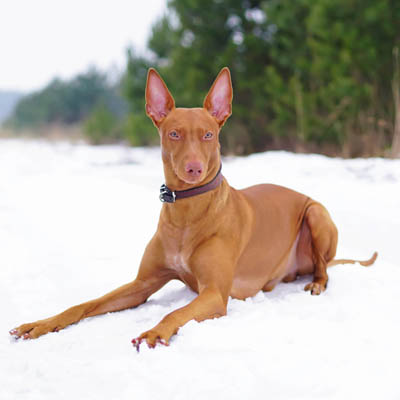 Pharaoh Hound Feeding Guide