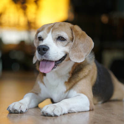 Pocket Beagle Feeding Guide