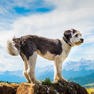 Polish Lowland Sheepdog Feeding Guide