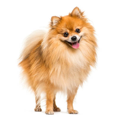 Pomeranian Feeding Guide