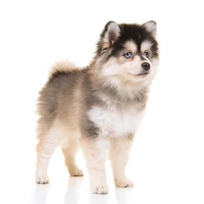 Pomsky Feeding Guide