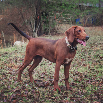 Redbone Coonhound Feeding Guide