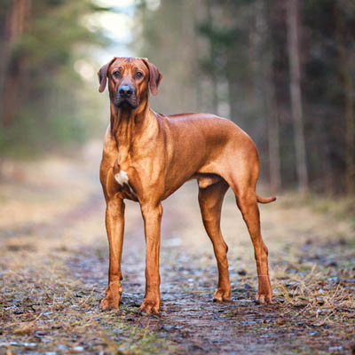 how much to feed rhodesian ridgeback puppy 2