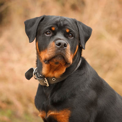 Rottweiler Feeding Guide