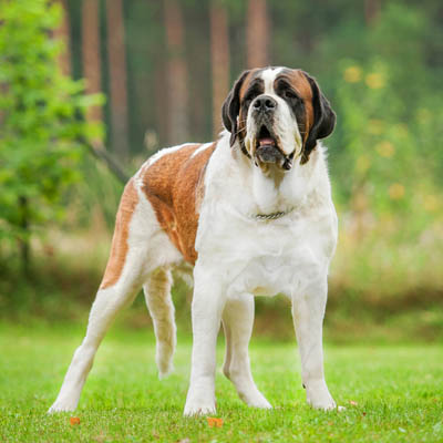 Saint Bernard Feeding Guide