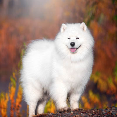 Samoyed Feeding Guide