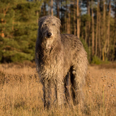 Scottish Deerhound Feeding Guide